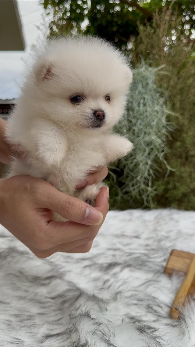 น้องหมาปอมทีคัพพาราจัดโปร