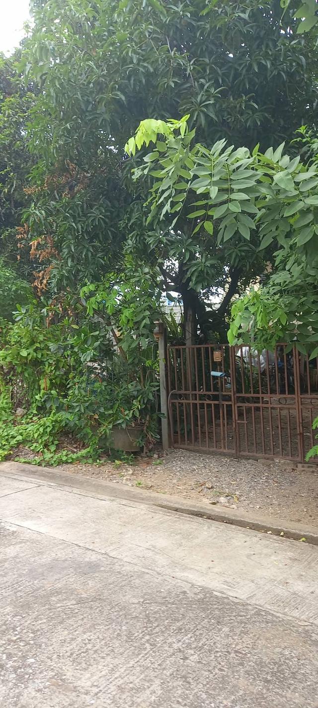 ขายด่วน! ที่ดินทำเลทอง 195 ตร.ว. ใกล้ MRT หลักสอง และเดอะมอลล์บางแค เข้าซอยเพชรเกษม 88/1 เพียง 300 ม. เหมาะสร้างบ้าน, อพาร์ทเม้นท์ หรือ Nursing Home 8