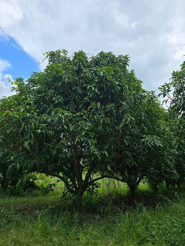 ขาย สวนเกษตร ฟาร์ม 914.75 ไร่ 13