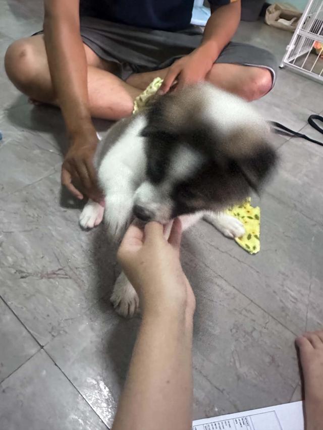 ลูกสุนัขบางแก้ว เพศเมีย