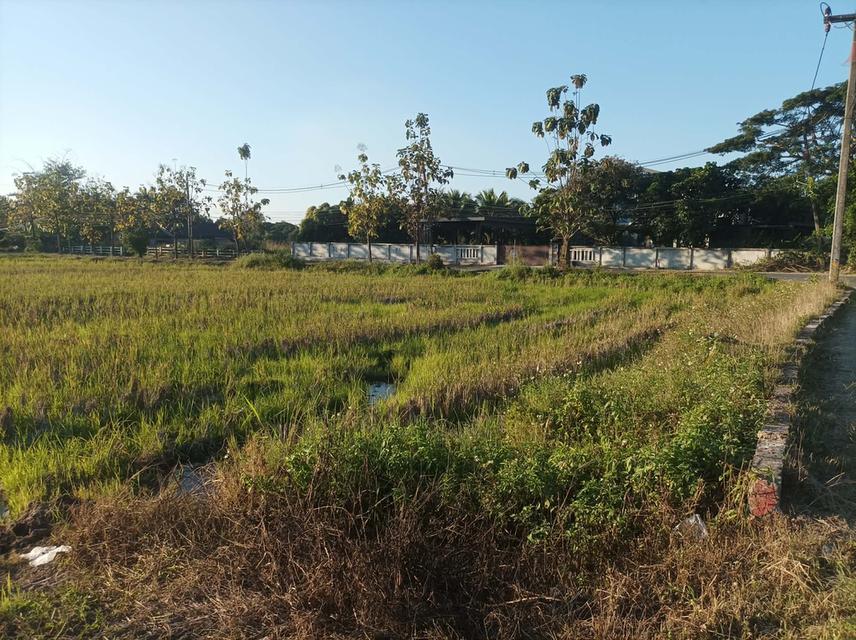 ขายที่ดิน 9ไร่3งาน ต.ป่าป้อง อ.ดอยสะเก็ด จ.เชียงใหม่ 2