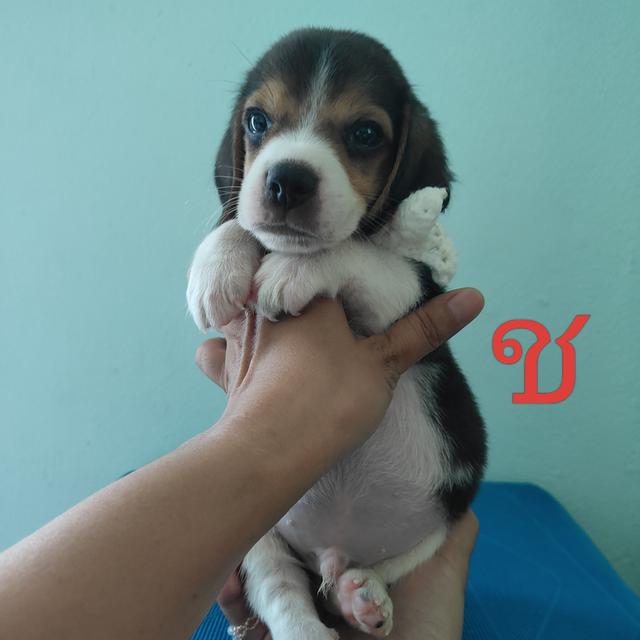 ลูกบีเกิ้ล 45วัน 5