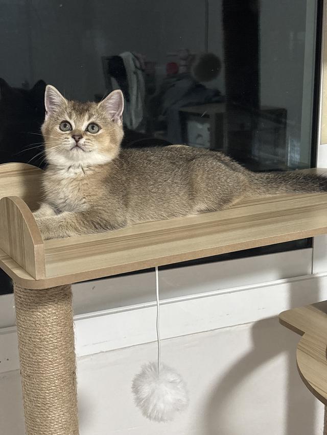 แมว British shorthair ชาย รูปที่ 4