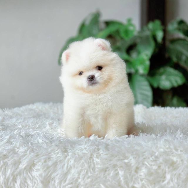 ปอมเมอเรเนียนเพศผู้ สีขาวครีม รูปย่อยที่ 3