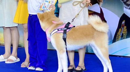 ขาย Dog Akita สายประกวด 3