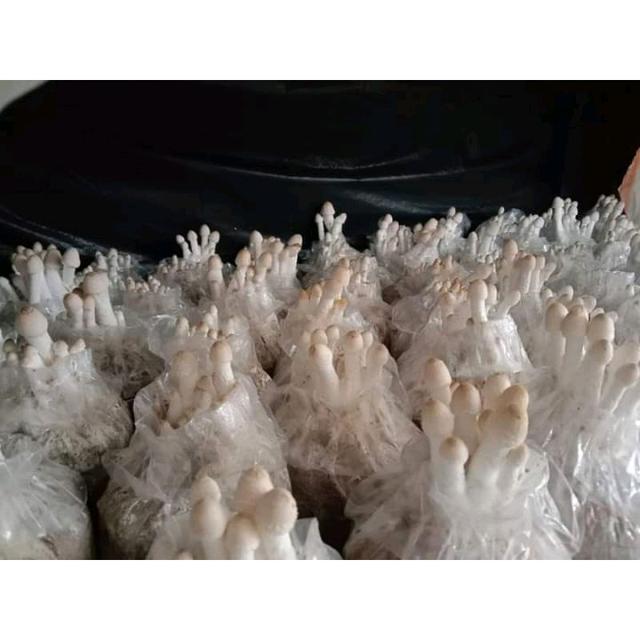 ก้อนเชื้อเห็ดโคนน้อย พร้อมคู่มือการเปิดดอก