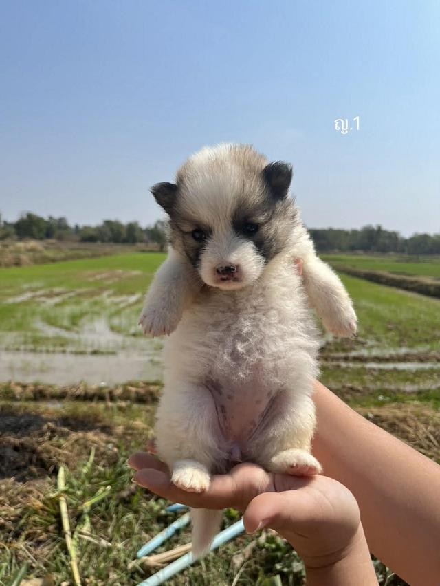 สุนัขพันธุ์บางแก้วเเท้ รูปที่ 6