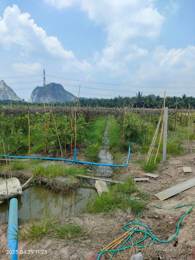 ที่ดินทำสวนฝรั่ง จ.ราชบุรี 18