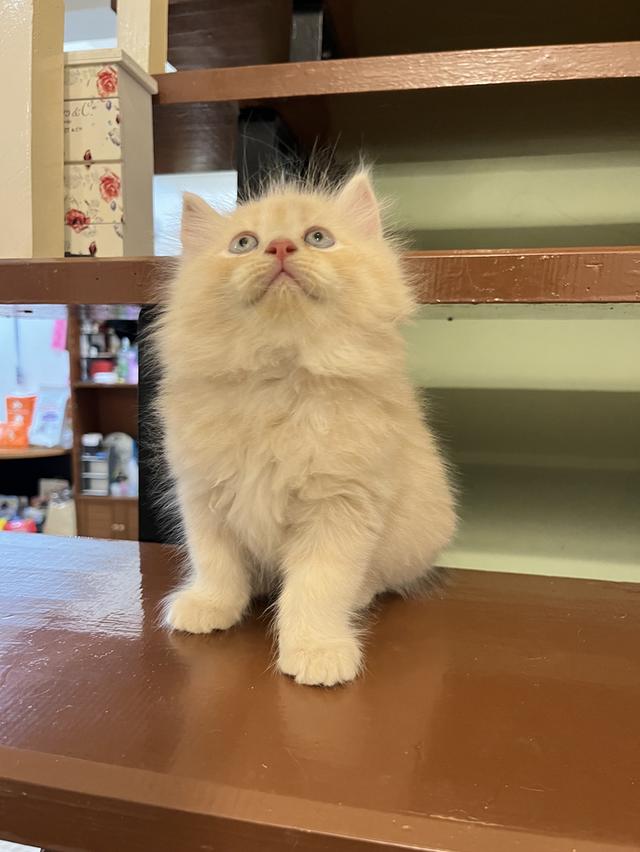 น้องแมวเปอเซีย สีส้มสีครีม 🔥🔥🙏 รูปที่ 10