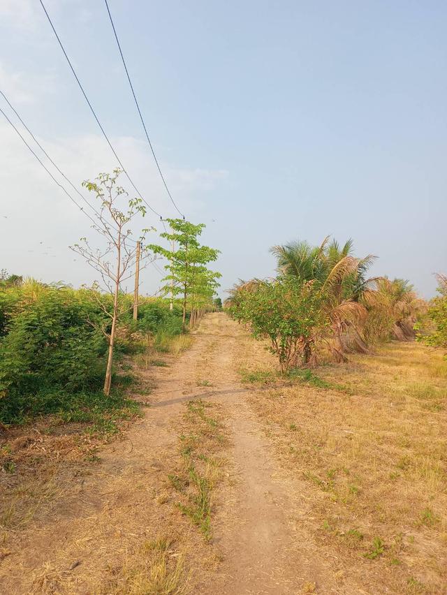 ที่ดินทำการเกษตร จำนวน 127 ไร่ 7