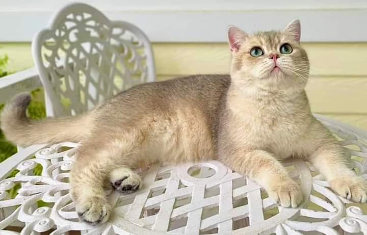 น้องแมว British Shorthair 3