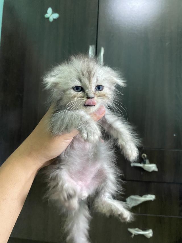 สก็อตติช ว่างแค่นี้แล้วนะคะ 3