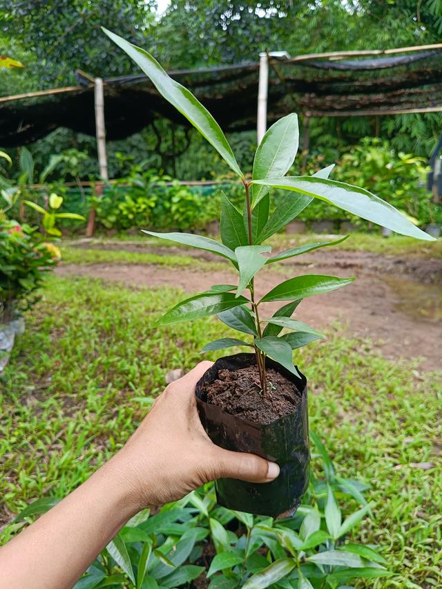 ต้นชมพู่น้ำดอกไม้ (3ต้น)