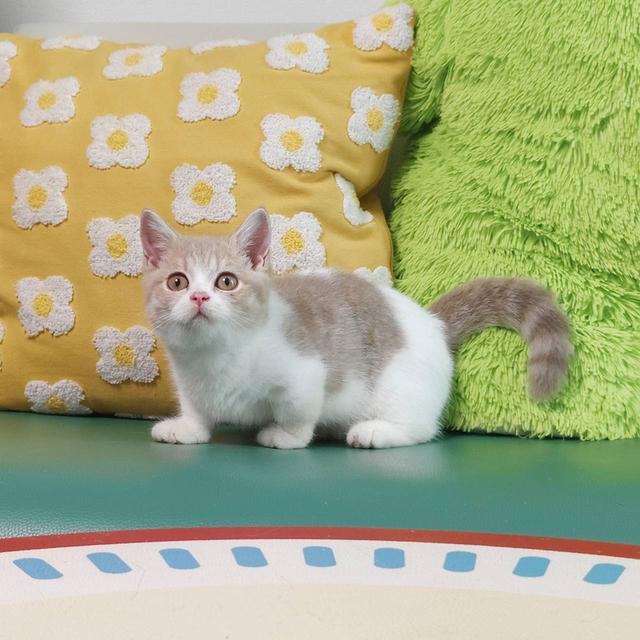 แมวมันช์กิ้น Munchkin short leg boy Oscat cattery chiangmai รูปที่ 4
