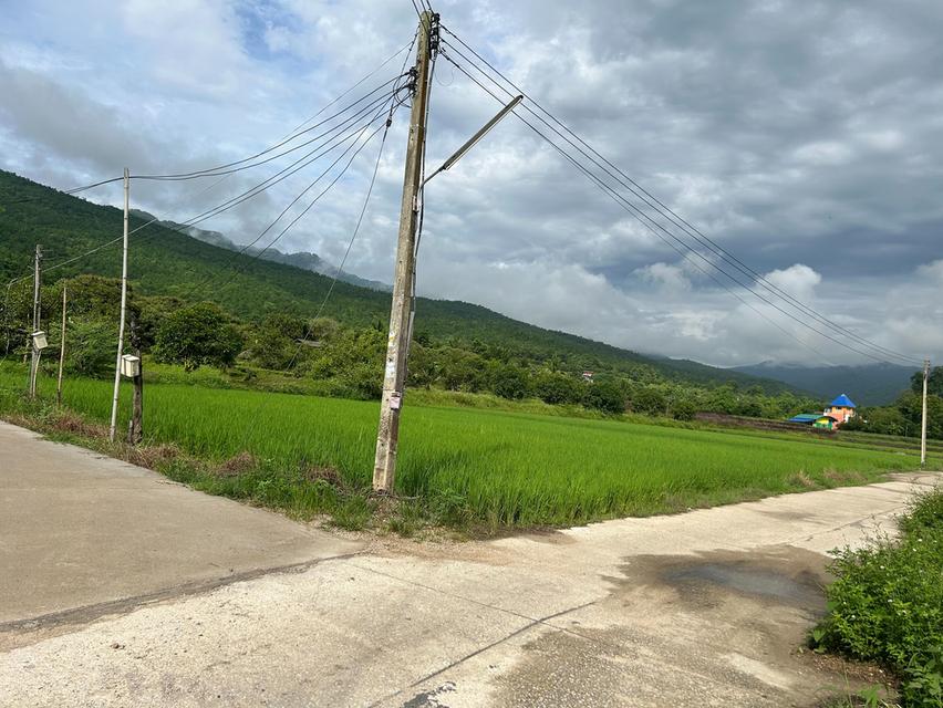 ที่นาวิวสวยไปแถวจอมทอง ติดถนน 2 ด้าน ขายเพียงไร่ละ 350,000 บาท ตารางวาละ 875 บาท 9