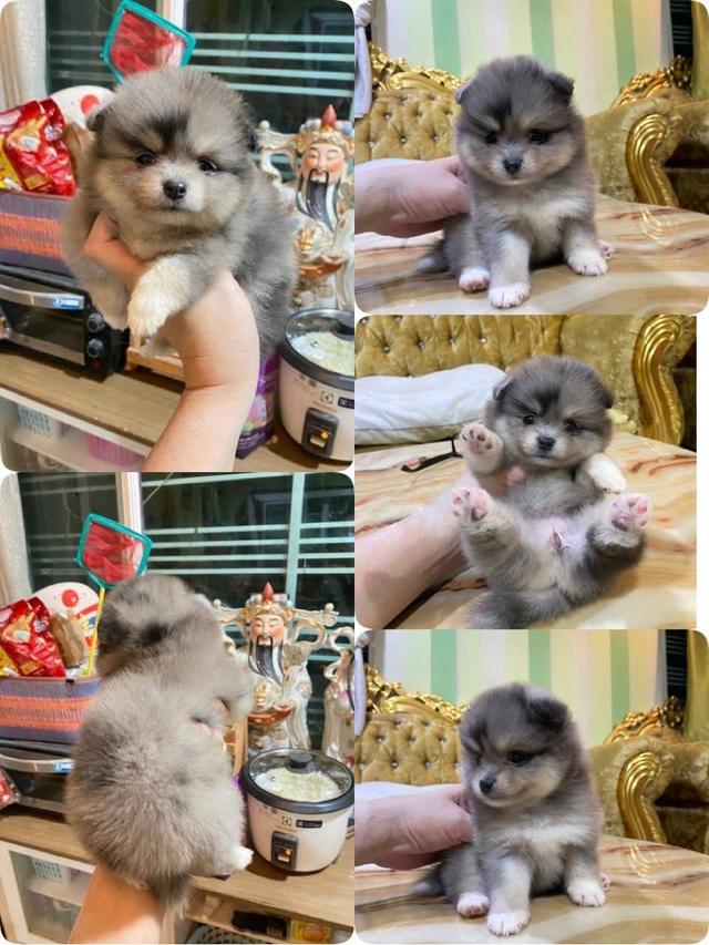ปอมเมอเรเนียนแท้