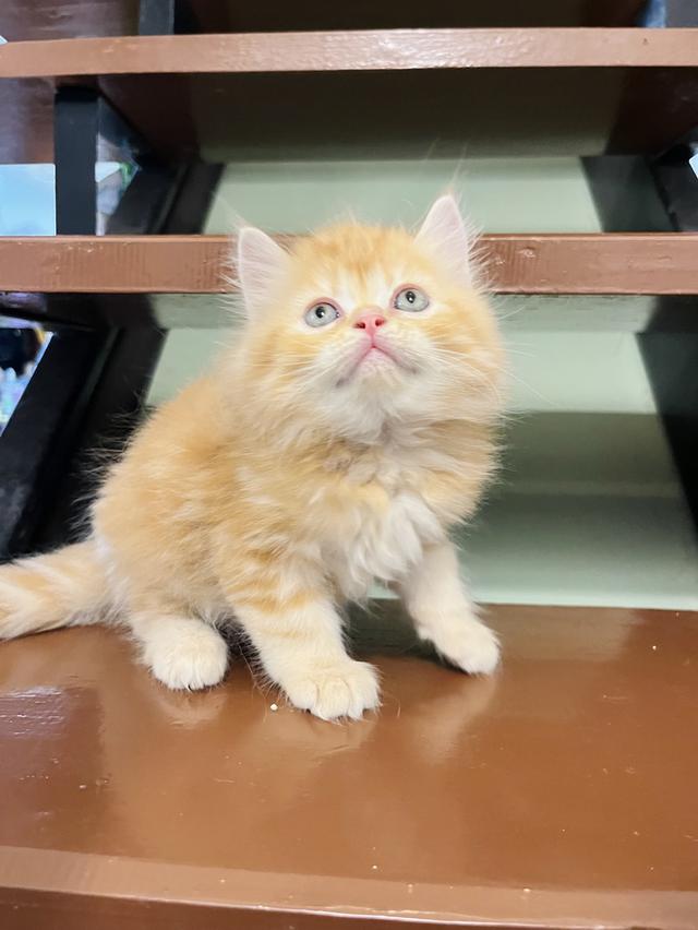 แมวเปอร์เซีย สีส้ม สีครีมเสือ แท้ รูปที่ 11