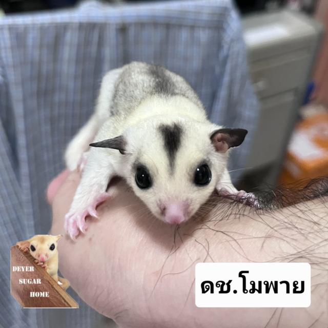 ชูการ์ไกลเดอร์ โมซาอิ พาย ผู้ รูปย่อยที่ 3