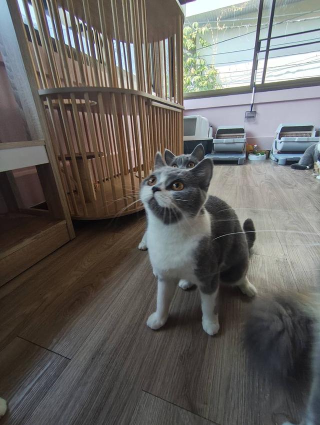 บริทิชช้อตแฮร์ ตัวเมีย รูปที่ 2