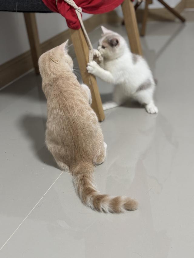 แมว British shorthair  11