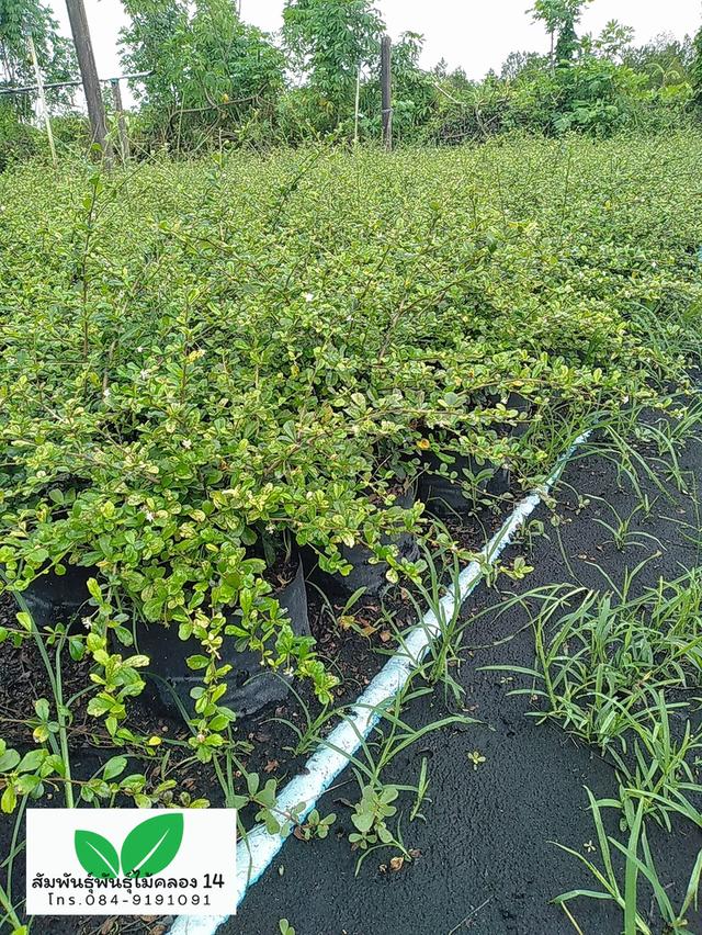 ชาดัด ชาฮกเกี้ยน  2