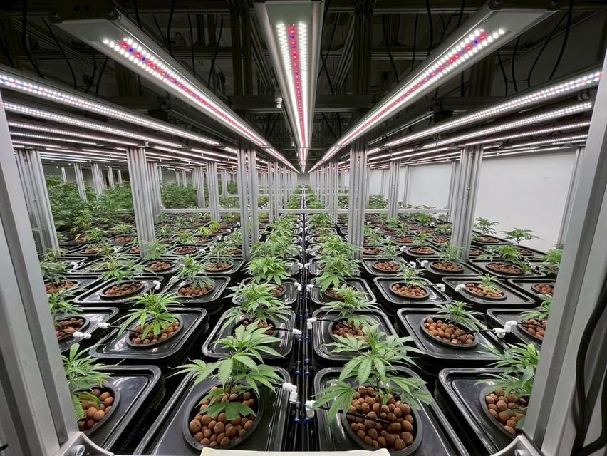 ไฟปลูกต้นไม้ รุ่น MG-4CH-1000W-10 รูปย่อยที่ 2