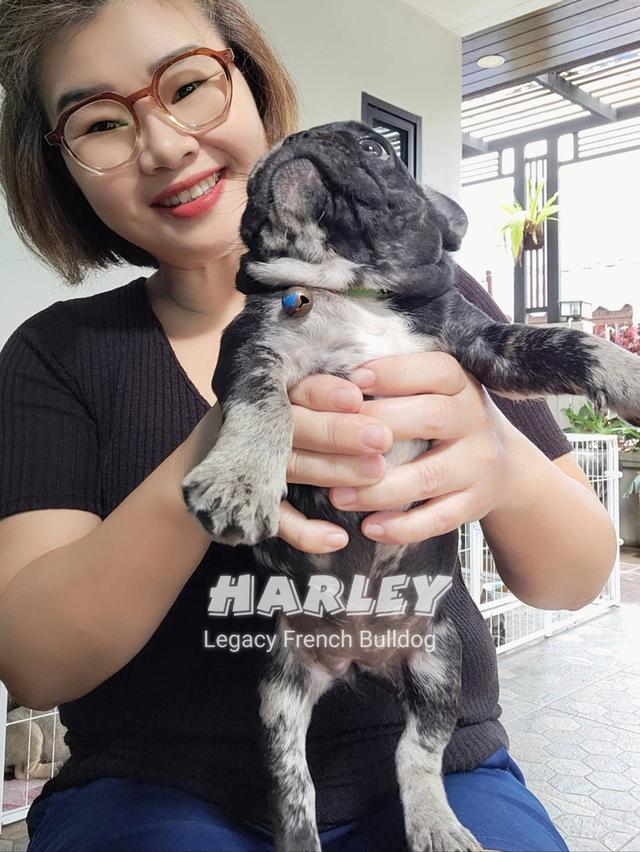 Harley สุนัขเฟรนช์บูลด็อก พิเศษหายาก มีใบเพ็ดดีกรี 16