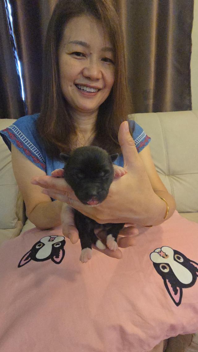เปิดจองลูกอเมริกันอะคิตะ 3