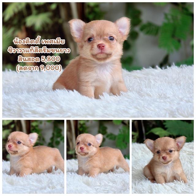 ชิวาวาแท้ ขนยาว พร้อมย้ายบ้าน