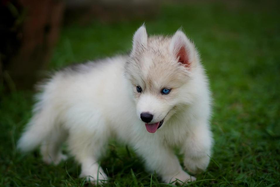 Siberian husky 7