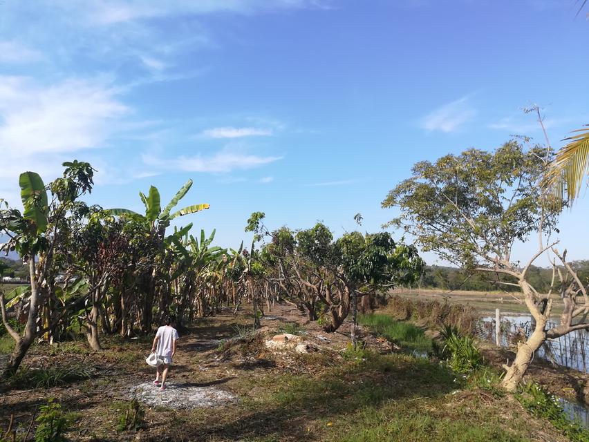 ขายที่ดิน+บ้านสวน อำเภอแม่ริม จังหวัดเชียงใหม่ บรรยากาศธรรมชาติสโลว์ไลฟ์ เหมาะทำคาเฟ่ รีสอร์ท ฟาร์มสเตย์ และธุรกิจเกษตร 7
