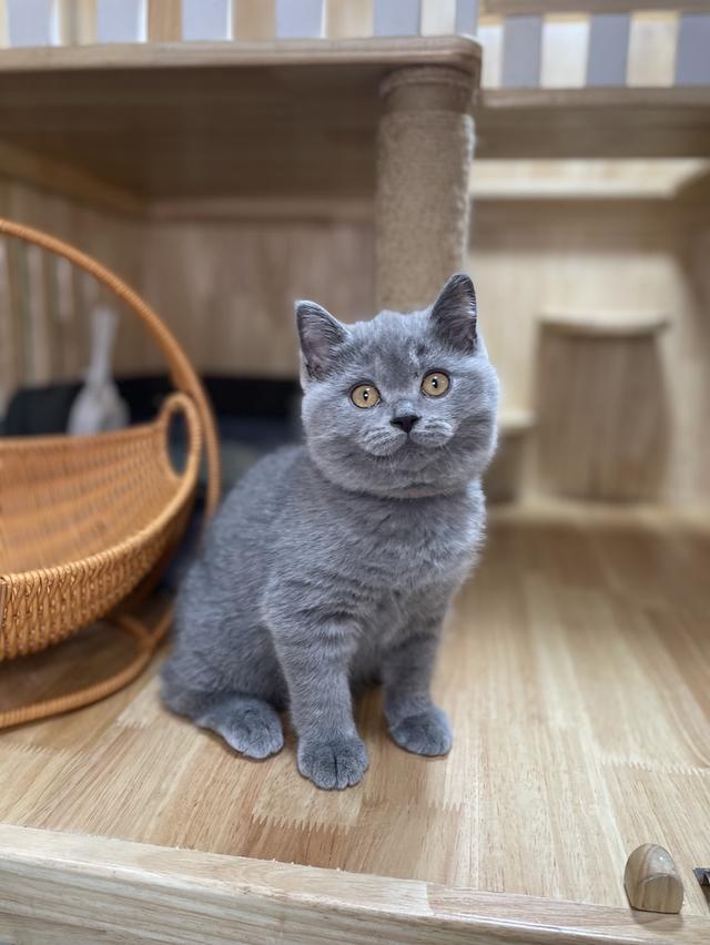 แมวมันช์กิ้นขายาว พร้อมย้าย 7