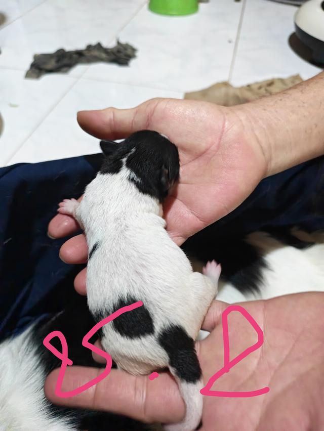 ขายลูกชิวาวา (ลูกหมาเลี้ยงบ้าน) 11