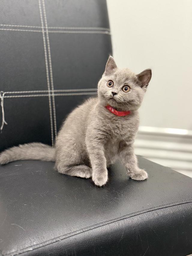 บริติช ช็อตแฮร์ สีบลู รูปที่ 3