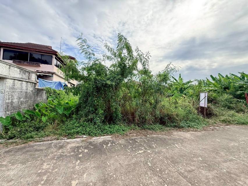 Vายที่ดินใกล้รถไฟฟ้าสายสีชมพู 146 ตารางวา ติดถนนคอนกรีต ถมแล้ว ซอยต้นสน 6 อ.ปากเกร็ด จ.นนทบุรี 4