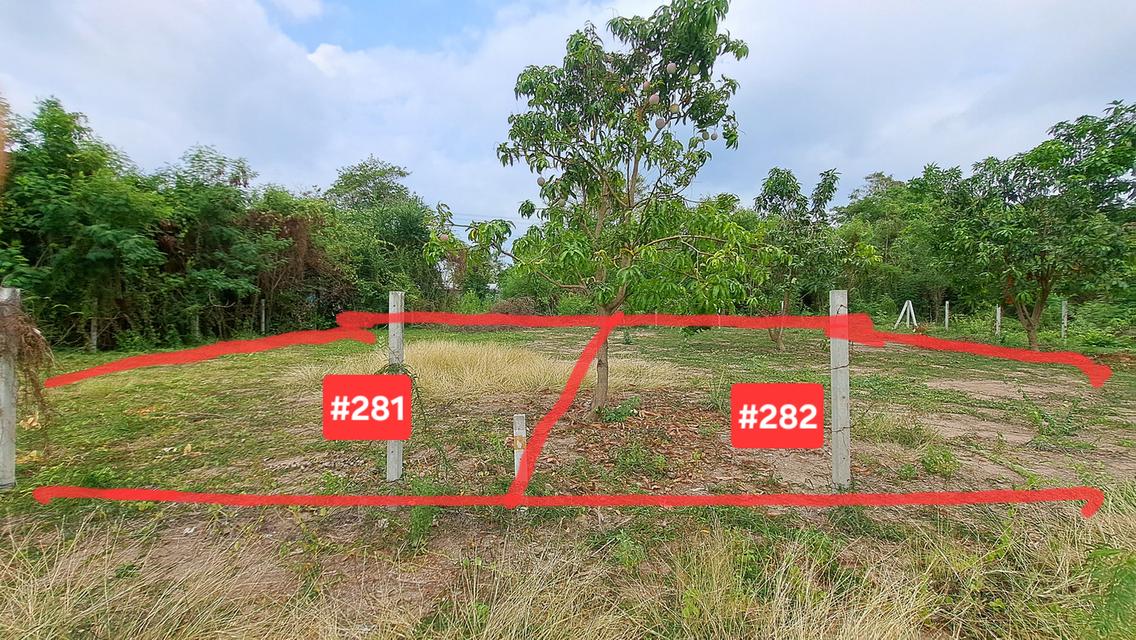 🌿ขายที่ดิน 2 แปลงติดกัน พท. 70 ตรว./แปลง (#281/#282) แบ่งขายได้ 🌿ถ. นฐ3011 ต.บ้านยาง อ.เมือง จ.นครปฐม 73000 🌿ราคาแปลงละ 410,000 บาทง 2
