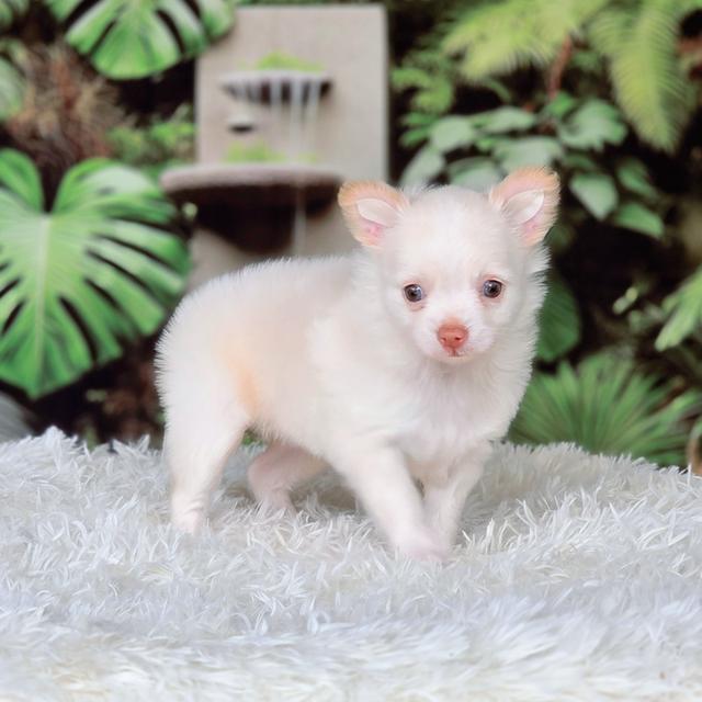 ชิวาวาแท้เพศผู้พร้อมย้ายบ้าน รูปที่ 4