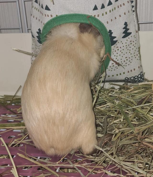 หนูแกสบี้ อเมริกันช็อตแฮร์ American Short-haired Guinea pig 2