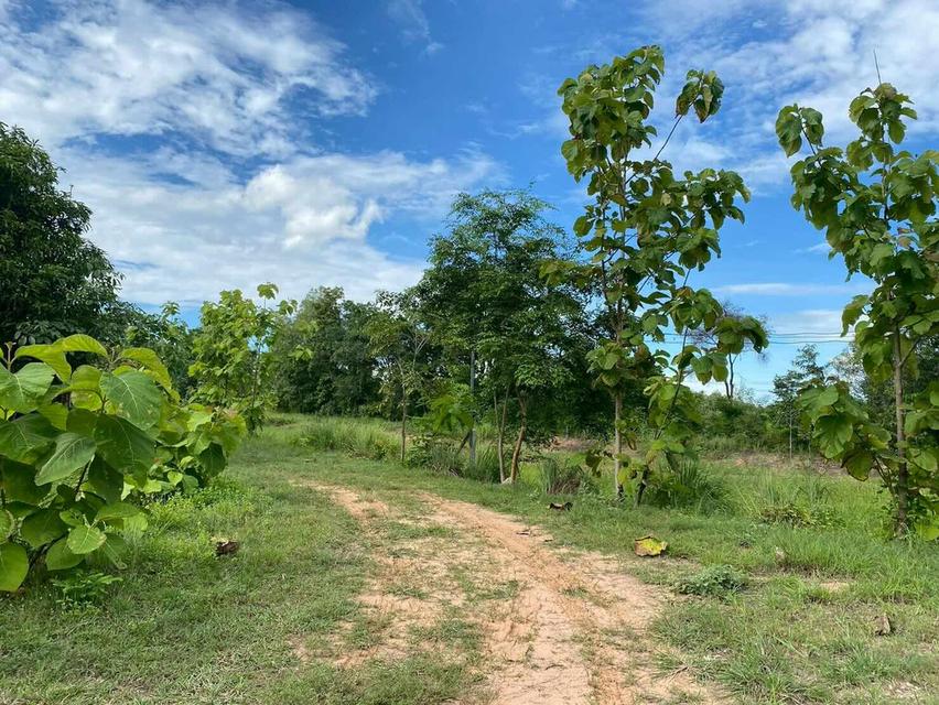 ขายที่ดิน เมืองพล จังหวัดขอนแก่น 6