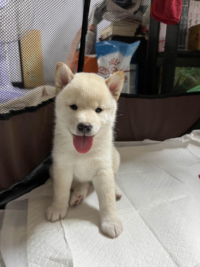 ชิบะอินุ สีขาว เพศเมีย พร้อมย้ายบ้าน 1 มิ.ย. 68 4