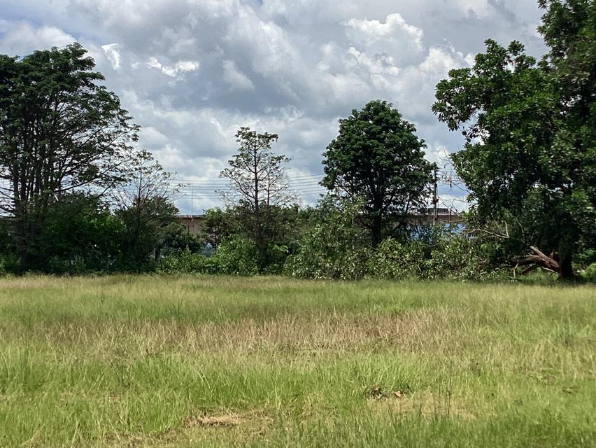 ให้เช่าที่ดืน13ไร่ใกล้สะพาน3ติดถนนเรียบโขงนครพนม 12