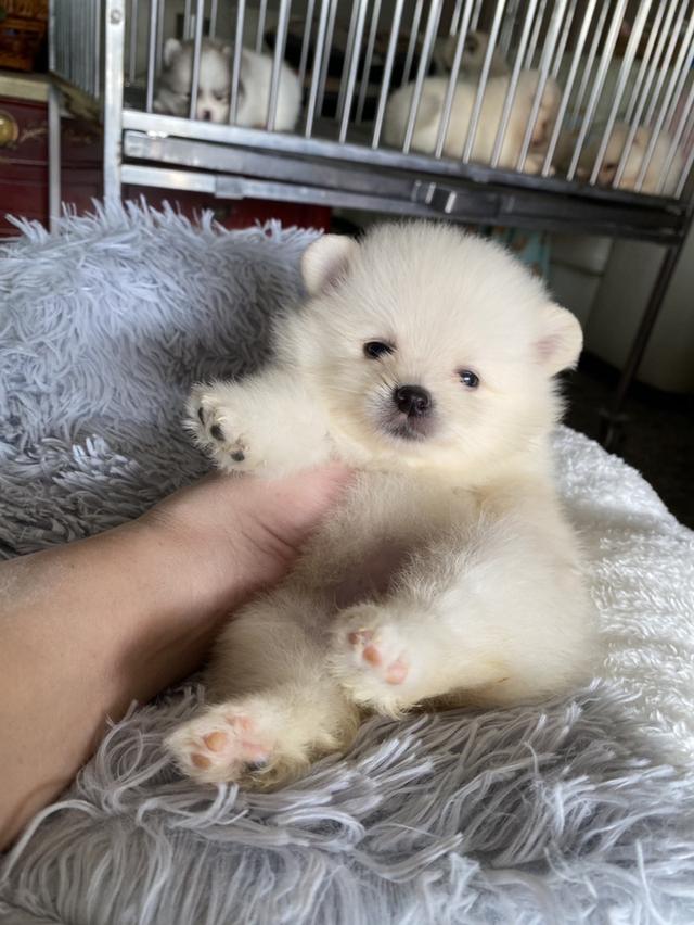 ลูกปอมแท้ น่ารัก สั้นหมี ทีคัพ พร้อมย้ายบ้านค่ะ รูปย่อยที่ 4