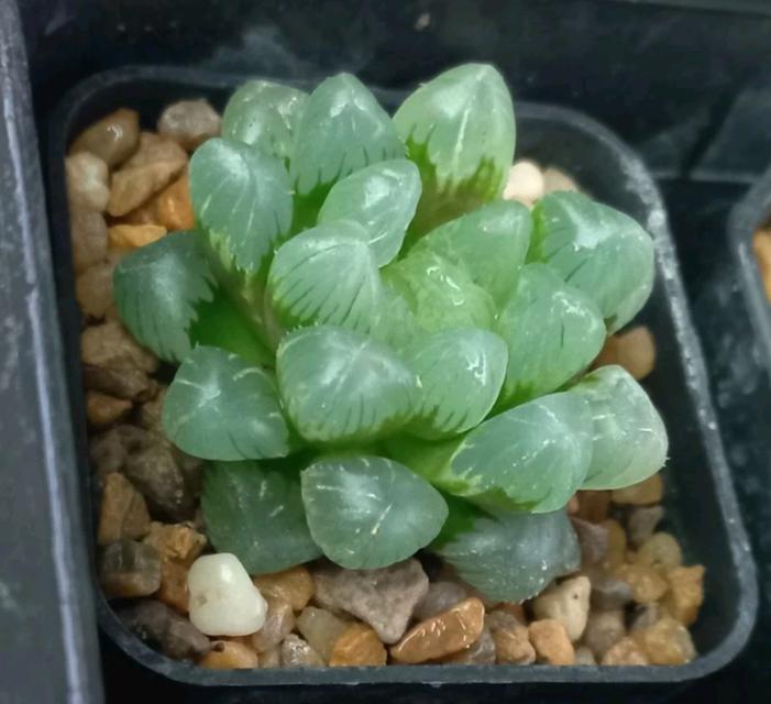 Haworthia ขนาดกระถาง 2 นิ้ว 3