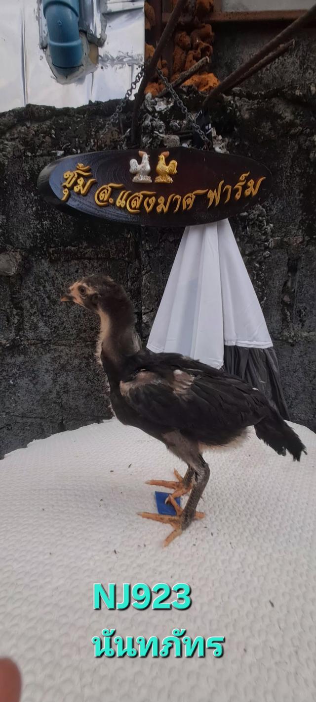 แบ่งสายพันธุ์ ลูกไก่ชน เหล่าพ่อแม่เงินล้าน รูปที่ 6