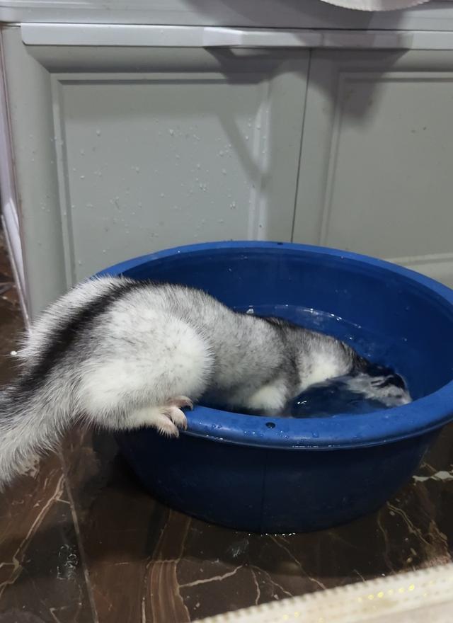 มิ้งค์ สีSnow silver เพศผู้ 6เดือน 6