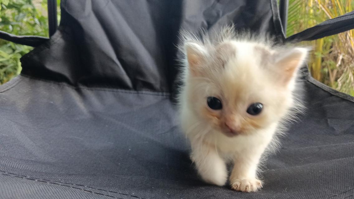 สก๊อตติสเพศผู้เพศเมีย 10