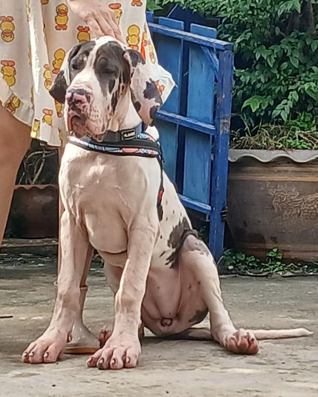 สุนัข เกรทเดน Great dane  3