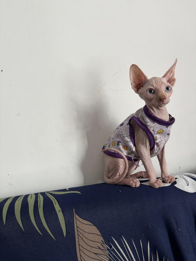 แมวสฟิงซ์ 4