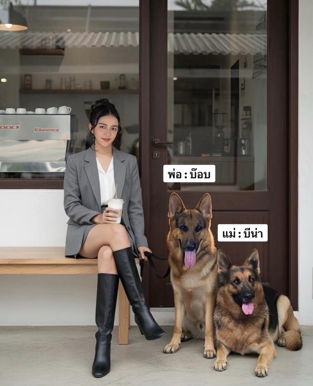 ลูกสุนัขเยอรมันเชพเพิร์ด (อัลเซเชี่ยน สุนัขตำรวจ) ว่างผู้4 เมีย4