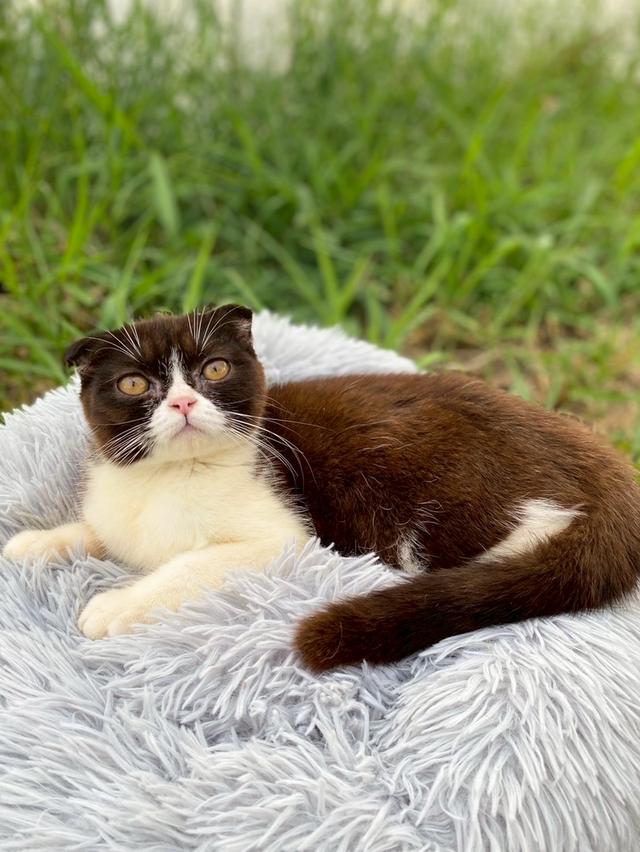 สาวน้อยช็อกโกแลต 6